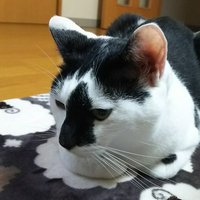 dexy(でくし)@mtg部 (@dexyinthebox) 's Twitter Profile