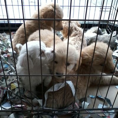 heard_attack's profile picture. 