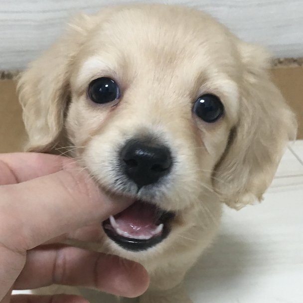 プリンです！ YouTubeもやってます！チャンネル登録してね！ YouTube（ワンチュー犬): https://t.co/SGc6yDQ6Op    Instagram:(てぃかし) https://t.co/IeTOEk3plU 商品やサービスの紹介・レビューも承っています。DMにてご連絡ください。