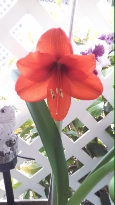 AurandRonald's profile picture. 