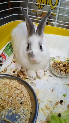 TavsaNecati's profile picture. Kronik muhalif