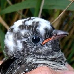 #animbehav | #avianecology | #birdmigration | #behavioralecology | #broodparasitism | #movementecology | #HABITRACK | #ornithology 🥚🐣🐦🪶
#TeamBird @ivb_cas