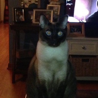 RoMEOWTheCat's profile picture. God’s cat. Dan’s cat. Brother. Boyfriend. Window Watcher. I sleep with Juliet... it’s complicated.