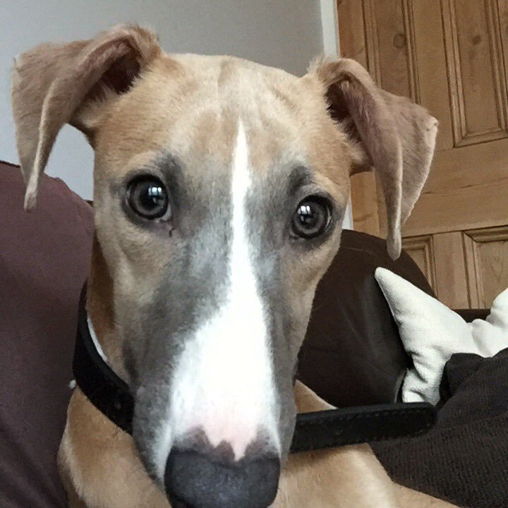 patch_wonder's profile picture. The Misadventures of a Superderp. Will undoubtedly save your life through a series of mischievous mishaps. Think I’m weird? You should see who I live with...