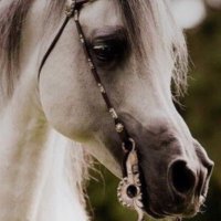﮼الجـــوف 🕊🌴 (@h_h005) 's Twitter Profile