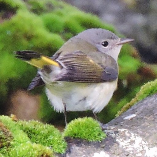 I live on the Isle of Barra and I'm a birder... 'Nuff said!