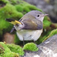 Bruce Taylor(@barrabirder) 's Twitter Profile Photo