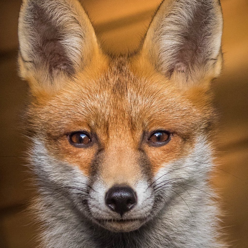 Astro/photography,Wildlife,GP - Ex Fox project. now living in Perthshire ! #dogsoftwitter