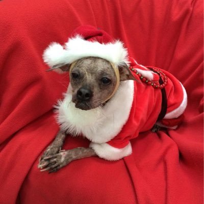 SantaPawsGrotto's profile picture. Hohoho