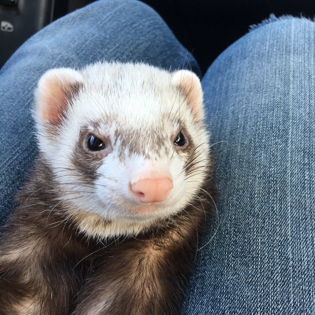 We are rescue ferrets in Tasmania. Our Mum designs products to raise funds for our care. Don’t be shy, check out her shop & love our tweets (should say dooks!)