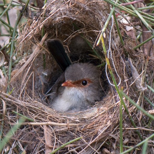 Female song, female vocal tutoring of eggs, female vocal tutoring of fledglings, and how to survive parasites. The wonder of birds!