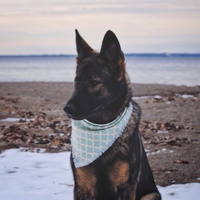 jade the sable gsd instagram