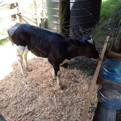 VicKurutu's profile picture. Dairy farmer, foodie, nature lover and recent convert to Mountain Biking.