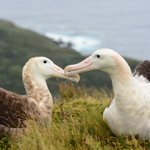 Gough Island Restoration