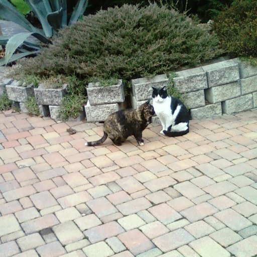 mariocortiplast's profile picture. 