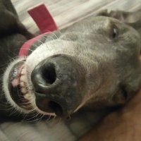 matt (@sirtrevsheader) 's Twitter Profile