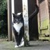 Retired Station Cat (@skegstationcat) Twitter profile photo Retired Station Cat (@skegstationcat) Twitter profile photo
