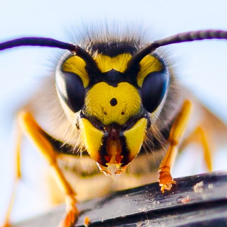 Photographer, writer. Plant & tend two organic gardens on the Solway for bumble/solitary bees & wasps w/ nesting sites. Roam my coastal patch recording for NBN