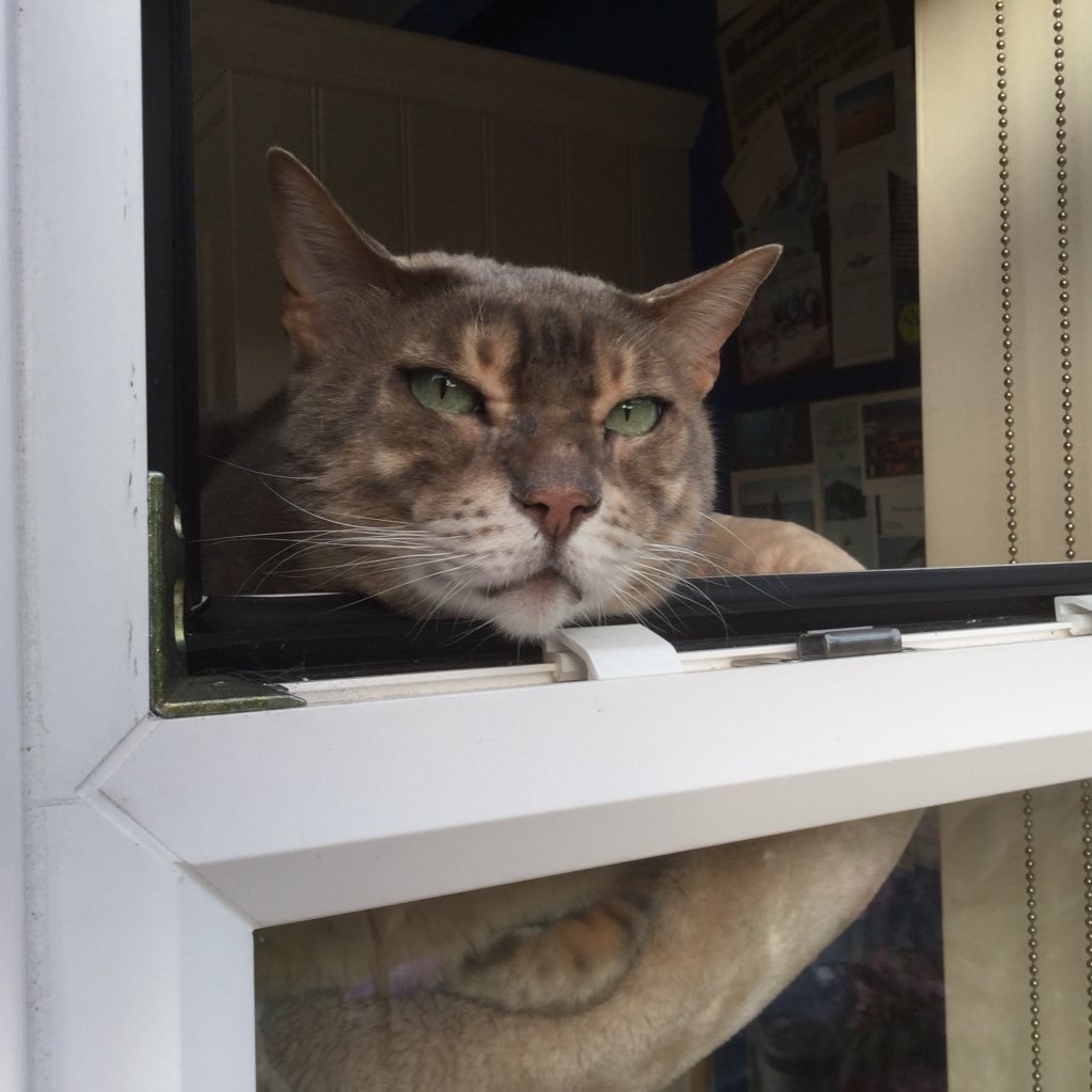 Stephen_Daniels's profile picture. Random ramblings, mainly updates on the feline travails of Big Alf & Little Else & snippets of other stuff - gardening, eating, drinking, rants... you name it