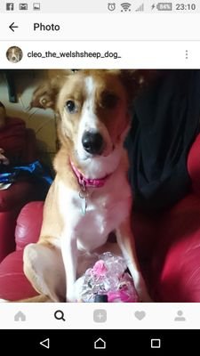 My name cleo iam a Welsh sheepdog age 10 love to play catch and go on adventures with my humans I be doing lots rt to save dogs and cats lifes adopt don't shop