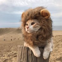 Aiden (@1234) 's Twitter Profile