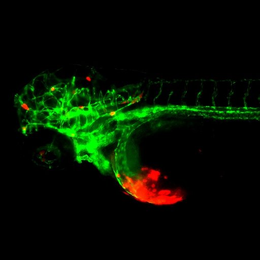CZebrafish's profile picture. 三重大学卓越型リサーチセンターとして、ゼブラフィッシュスクリーニングセンターを立ち上げました。

いつまで続くかわかりませんが、研究生活の些細なことや愚痴をつぶやきます。