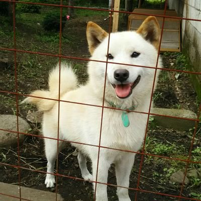 白柴パパ　べんけい🐶🎂2014年7月17日生まれ🎂を探しています。水色の首輪に名字とらんまる(息子柴)携帯番号がついています。らんまるの首輪を付けさせました。栃木県大田原市で2017年11月3日に迷子にしてしまいました😢些細なことでも結構なので情報お願い致します🙏🙇❗😭　　無言フォローごめんなさい。