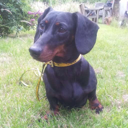 Former Merseyside Dogs Trust resident. Now the guardian of Windsor Great Park and owner of all I can see from every walk I've ever been on. #dogsoftwitter