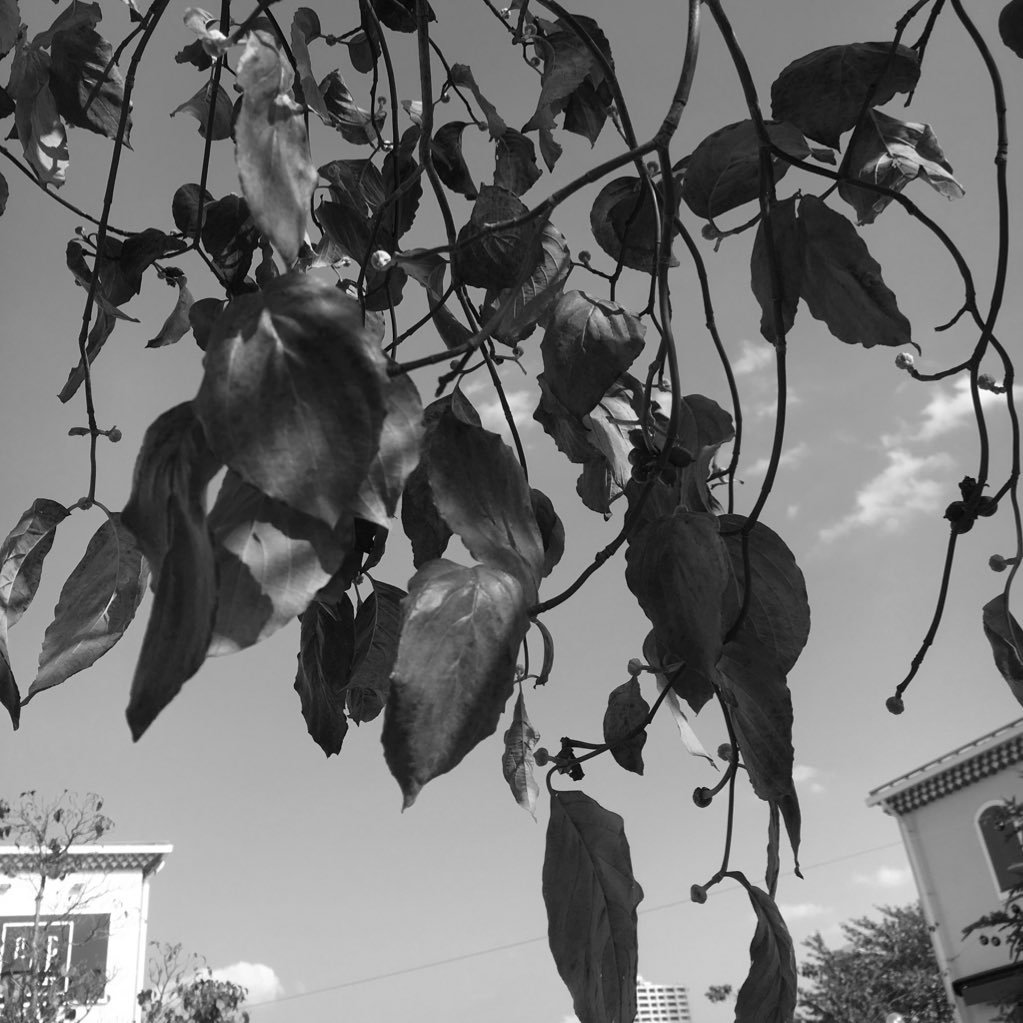 j6_sac's profile picture. 爬虫類（ヘビとトカゲ）と怖い話とバイク（アメリカン）が好き。銘柄の違いは、分からないけど紅茶、コーヒーが好きです。