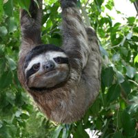 A Perky Sloth(@PerkySloth) 's Twitter Profile Photo