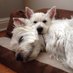 Leroy & Mama (Grady 🌈) (@WestieMama6000) Twitter profile photo