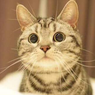 tunakichi1124's profile picture. ニューラルネットワークによるネコ顔診断サービス「Tunakichi」の公式アカウントです！無料ですぐできますのでリンクからやってみてください！ #tunakichi