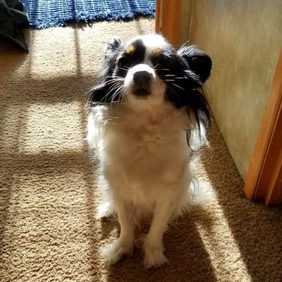 Luv2Fly737's profile picture. Professional Pilot. (U.S.A.F) Veteran. ✈️👨‍✈️🌍❤️ I don't take X seriously 😅 Pittsburgh Steelers 💪🏆💯