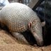 Armadillo Renaissance (@dhmack) Twitter profile photo Armadillo Renaissance (@dhmack) Twitter profile photo
