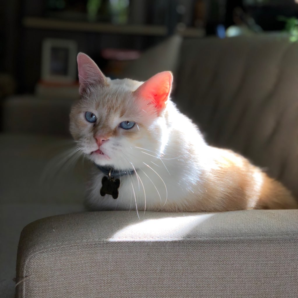 frostthecat10's profile picture. "omg what a fat cat"  really bitch? you want a cookie for calling me fat?