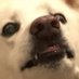 A Socialist Dogo (@a_socialist_dog) Twitter profile photo A Socialist Dogo (@a_socialist_dog) Twitter profile photo