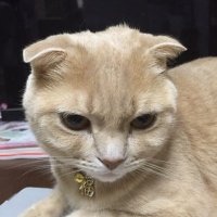 ももすけ (@mochisuke0531) 's Twitter Profile Photo ももすけ (@mochisuke0531) 's Twitter Profile Photo