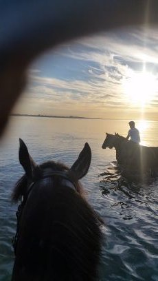 NZ Thoroughbred Horse Trainer