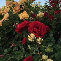 حسين (@a_313_o) Twitter profile photo