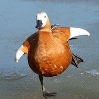 Laufente (@lauf_ente) 's Twitter Profile