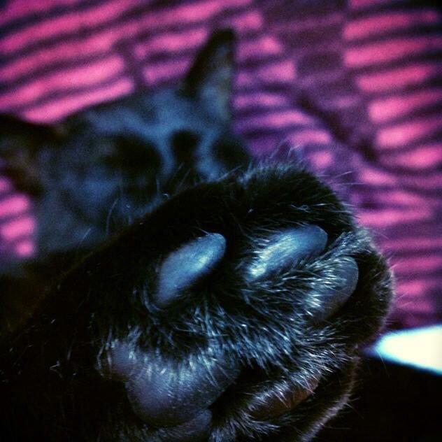 blackcat_tom's profile picture. love up!会員⭐︎