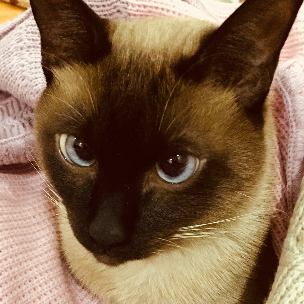 WindyMimas's profile picture. 