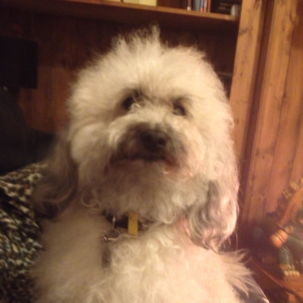 mariechester999's profile picture. #FBR.   Free spirit. Love spending time with friends.Interests - reading, cinema, art & music. Love animals of all shapes & sizes. #TeamLH #JohnsonOut