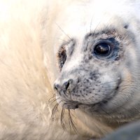 Orkney Wildlife (@adamhough12) 's Twitter Profile