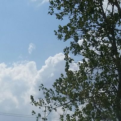 ShibleyKim's profile picture. 