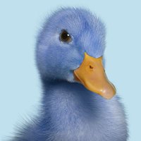 ànecblau (@anecblau) 's Twitter Profile