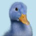 ànecblau (@anecblau) Twitter profile photo