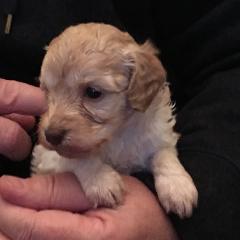 Rc00C's profile picture. 