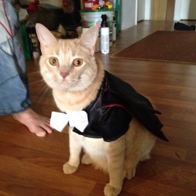 TheRocketBoy2's profile picture. I was a rescue kitty taken in by a ole biker and trained in the circus arts as a cover for my new secret agent job