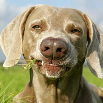 salu c moi, martini le chien je sui genti faite moi d caress